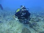 Hawaii Scuba divng 19