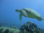 Hawaii Scuba divng 28