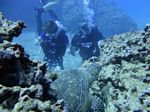 Hawaii Scuba divng 36