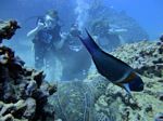 Hawaii Scuba divng 38