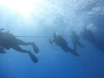 Hawaii Scuba divng 39