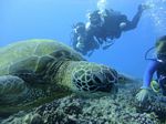 Hawaii Scuba divng 52