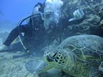 Hawaii Scuba divng 25