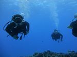 Hawaii Scuba divng 28