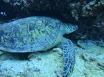 Waikiki scuba 04