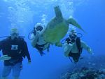 Hawaii Scuba divng 53