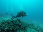 Hawaii Scuba divng 23