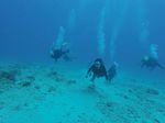 Hawaii Scuba divng 39