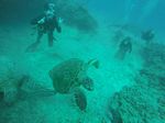 Hawaii Scuba divng 66