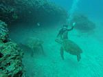 Hawaii Scuba divng 67