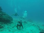 Hawaii Scuba divng 75