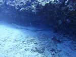 Hawaii Scuba divng 41