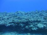 Hawaii Scuba divng 44