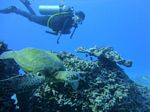 Hawaii Scuba divng 46