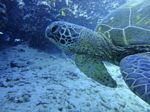 Hawaii Scuba divng 47