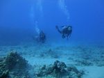 Hawaii Scuba divng 51