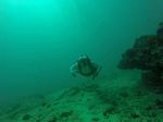 Hawaii Scuba divng 12