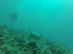 Hawaii Scuba divng 16