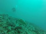 Hawaii Scuba divng 17