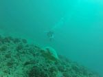 Hawaii Scuba divng 18