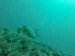 Hawaii Scuba divng 19