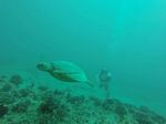 Hawaii Scuba divng 21