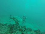 Hawaii Scuba divng 22