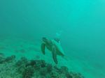 Hawaii Scuba divng 23