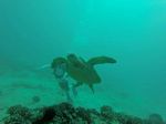 Hawaii Scuba divng 24