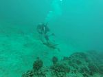 Hawaii Scuba divng 30