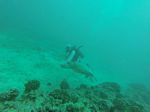 Hawaii Scuba divng 32