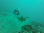 Hawaii Scuba divng 34