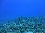 Hawaii Scuba divng 18