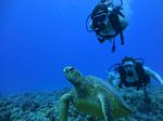 Hawaii Scuba divng 19