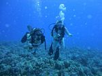 Hawaii Scuba divng 22