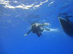 Hawaii Scuba divng 35