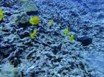 Hawaii Scuba divng 39