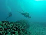 Hawaii Scuba divng 18