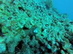 Hawaii Scuba divng 32