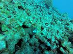 Hawaii Scuba divng 33