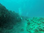 Hawaii Scuba divng 38