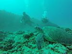 Hawaii Scuba divng 43