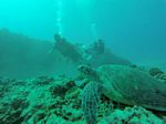 Hawaii Scuba divng 44