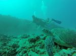 Hawaii Scuba divng 45