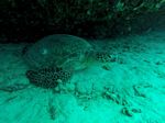 Hawaii Scuba divng 72