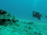 Hawaii Scuba divng 73