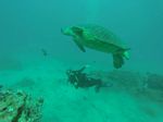 Hawaii Scuba divng 11