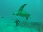 Hawaii Scuba divng 13