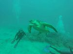 Hawaii Scuba divng 15