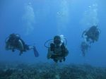 Hawaii Scuba divng 28